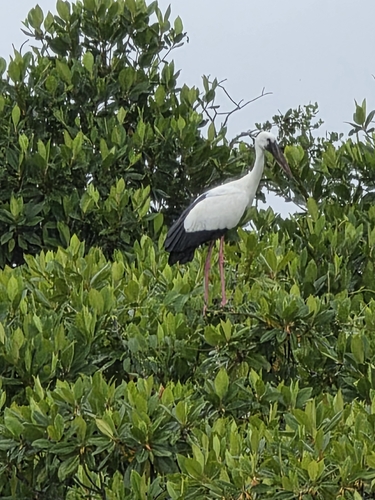 Asian Openbill
