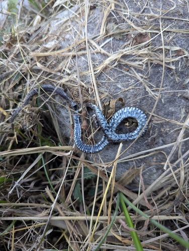 Barred Grass Snake
