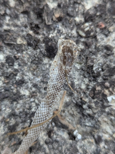 Green Whip Snake