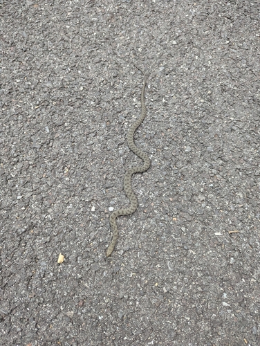 Tessellated Water Snake