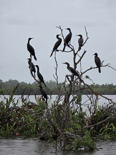 Indian Cormorant