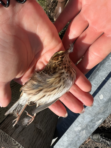 Savannah Sparrow