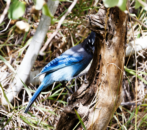 Steller's Jay