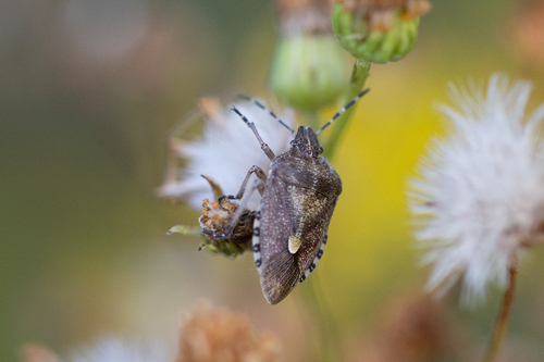 Sloe Bug