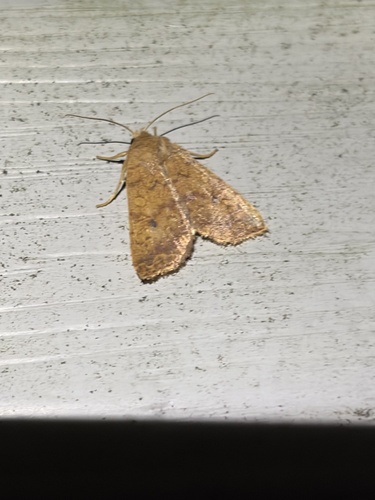 Bicolored Sallow