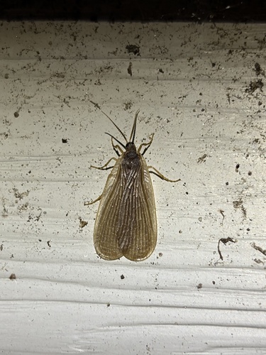 Forcepfly