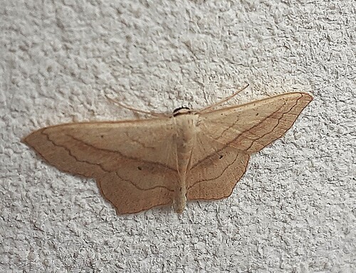 Small Blood-vein