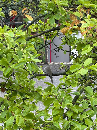 Eurasian Collared-Dove