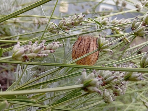 Wasp Spider