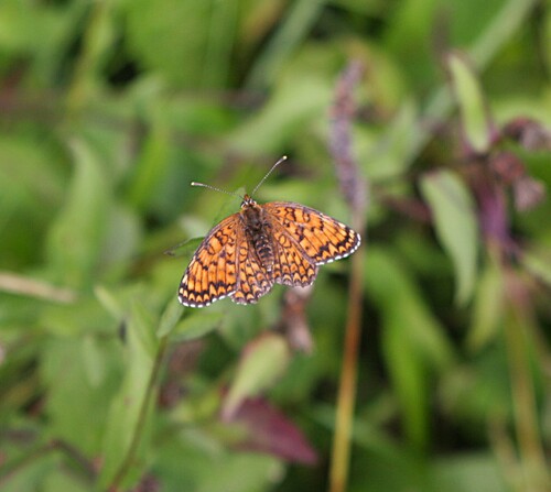 Knapweed Fritillary