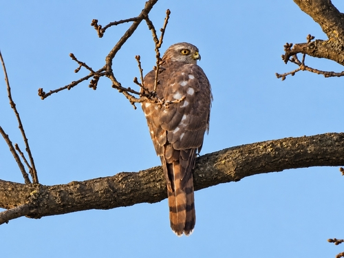Eurasian Sparrowhawk
