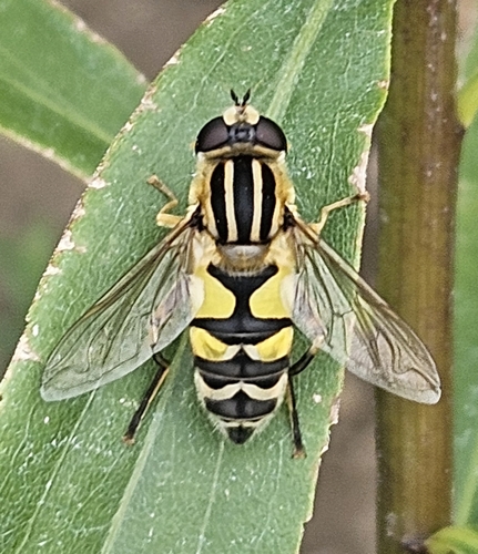 Trivittate Marsh Fly