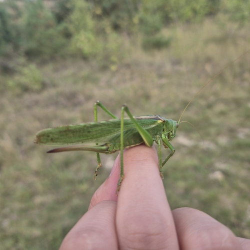 Great Green Bush-cricket