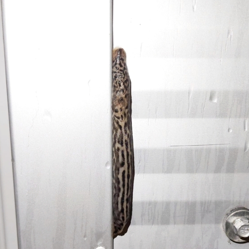 Leopard Slug
