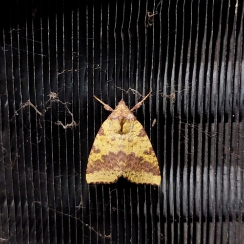 Pink-barred Sallow