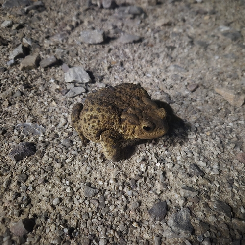 European Toad