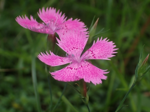 Ragged Pink