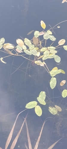 floating-leaved pondweed