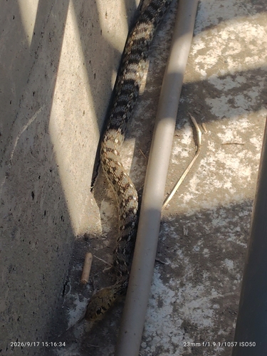 Buff Striped Keelback