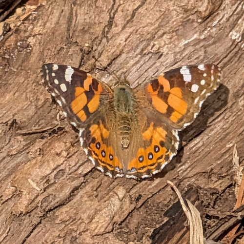 Australian Painted Lady