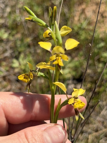 Diuris goonooensis