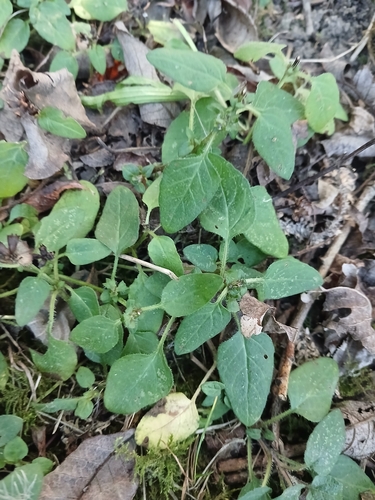 common selfheal