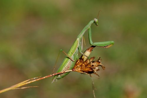 European Mantis