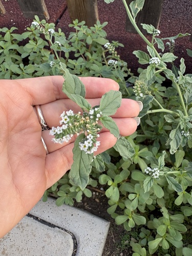 European heliotrope