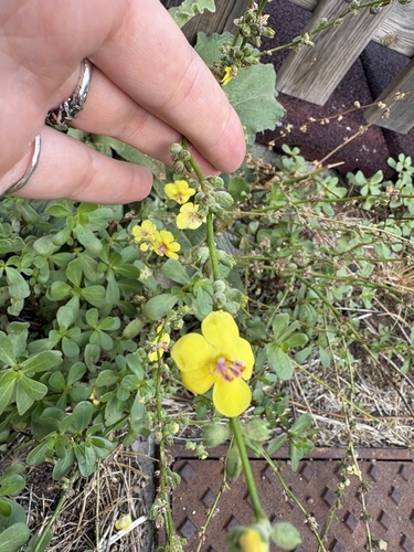 wavyleaf mullein