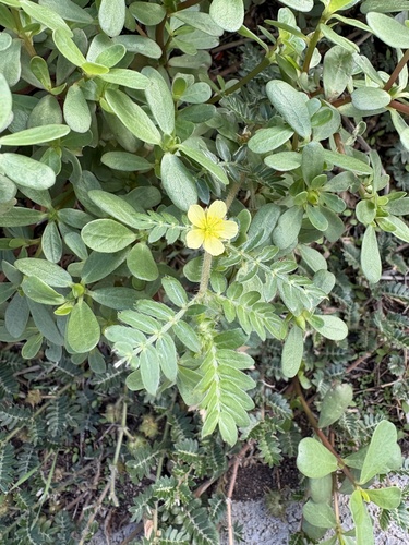 puncture vine