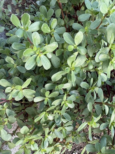 Common Purslane