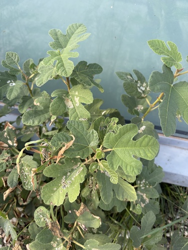 common fig