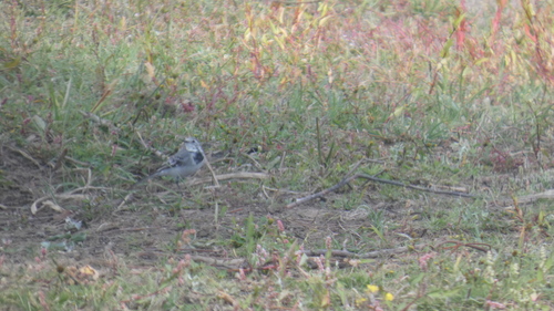 White Wagtail