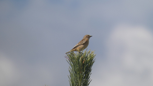Whinchat