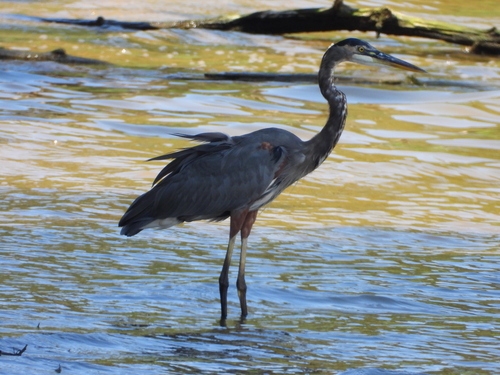 Great Blue Heron