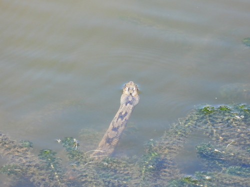 Diamondback Watersnake