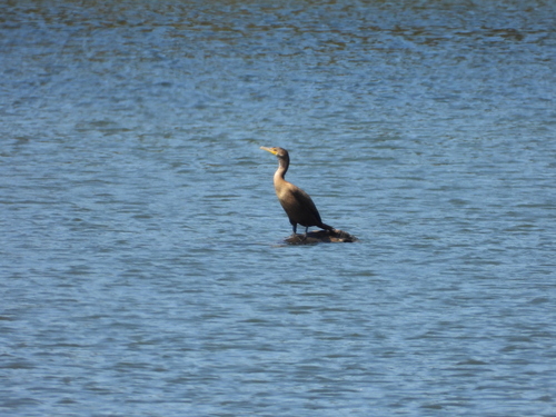 Double-crested Cormorant