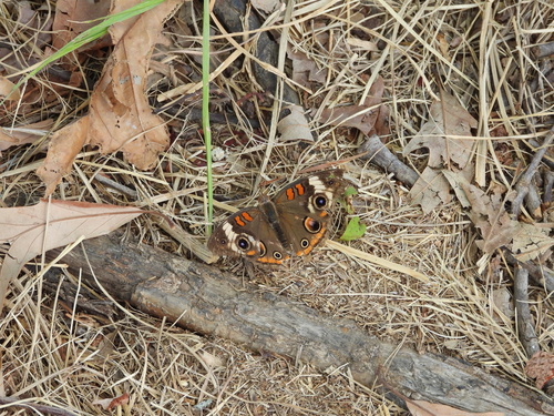 Common Buckeye