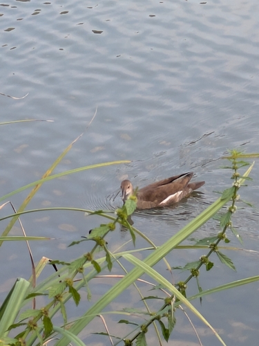 Eurasian Moorhen