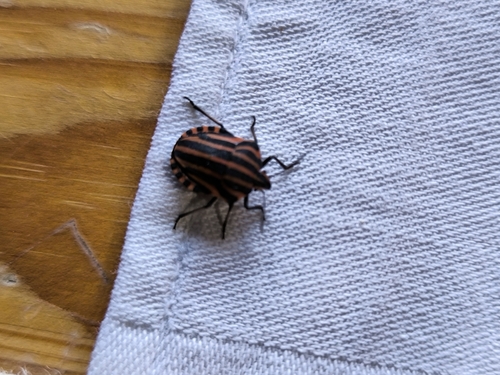European Striped Shield Bug