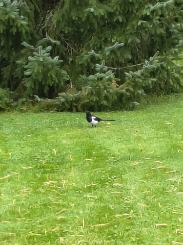 Eurasian Magpie
