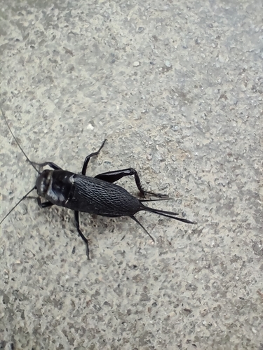 European Field Cricket