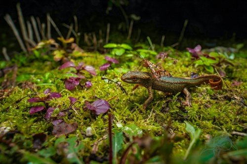 Spot-tailed Warty Newt