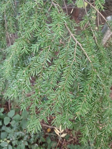 western hemlock