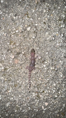 Mediterranean House Gecko
