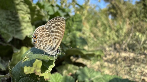 Lang's Short-tailed Blue