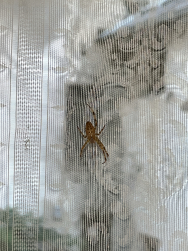 Cross Orbweaver
