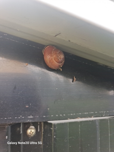 Brown-lipped Snail