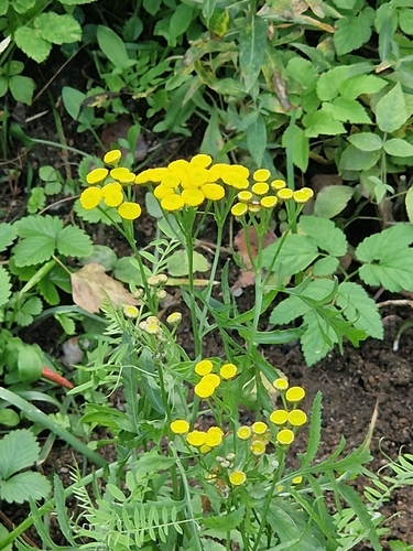 tansy