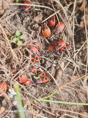 European Firebug